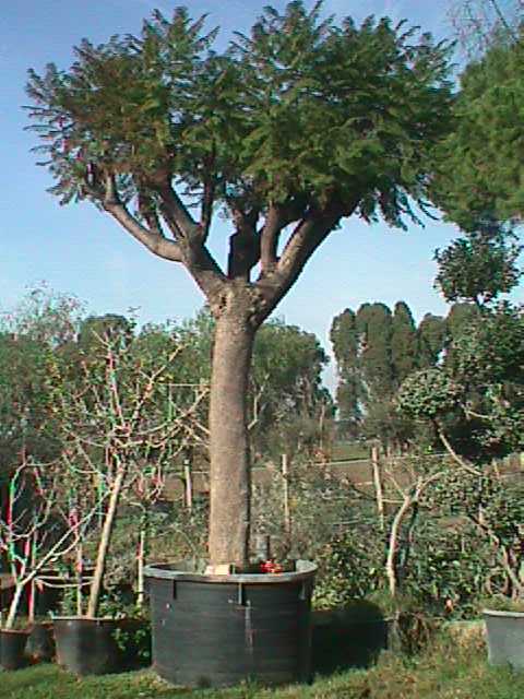 alberi da vaso alberi da vaso